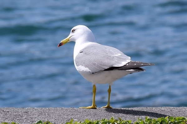 小袖海女センターがオープン!